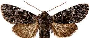 fjädertofsspinnare Papilio