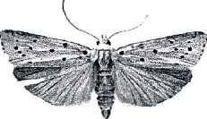 178 - Phalacropterix graslinella: Inga säckar hittas trots slaghåvning och eftersökning vid Hjortronmossen 17/4 och 7/5.