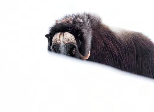 Fotografering av myskoxe på Dovrefjell 2020.