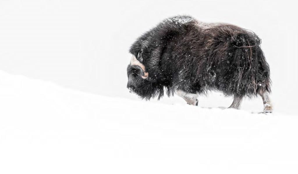 Pris: 9000 SEK 4-9 februari2020 4 PLATSER (Begränsat antal platser) Anmälningsavgift: 1800 kronor (20%) Inkluderat i priset : Boende i stuga på Dovrefjell. Frukost, lunch och middag.