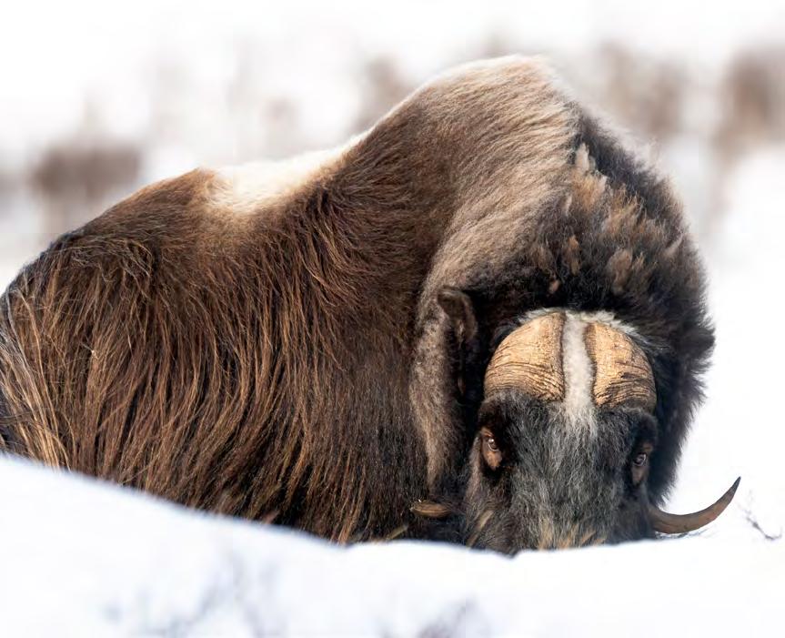 Att fotografera myskoxarna i Dovrefjell vintertid är något alldeles speciellt! Visst är det ett vackert landskap på hösten också, detta är tiden då myskoxen oftast fotograferas.