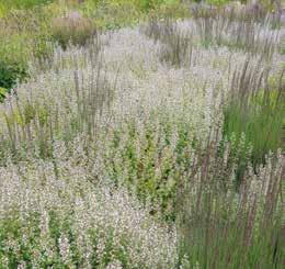 5 6 4 7 4. Här samsas många olika solälskare: Perovskia Blue Spire, lavendel, Lavandula angustifolia Hidcote, kryddsalvia Salvia officinalis Purpurascens och blåelm Elymus magellanicus. 5.