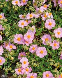 arter/sorter mejramsläktet Dianthus, många arter nejliksläktet Papaver Orientale-Gruppen [11] jättevallmo Echinops bolltistelsläktet Perovskia [4] perovskiasläktet Elymus magellanicus [4] blåelm