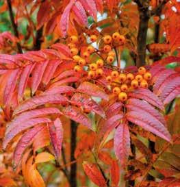 Träd & buskar (lignoser) som trivs i torrt läge Vetenskapligt namn Svenskt namn Zon Acer campestre naverlönn 1 3 Acer tataricum ssp.