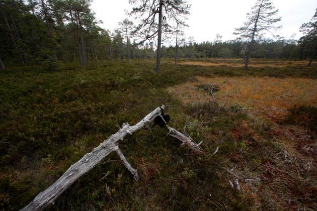 5 Pkt 1 Pkt 2 Pkt 3 Pkt 4 Fig. 2. De fyra inventeringspunkterna på Orrberget med fladdermusdetektorerna upphängda.