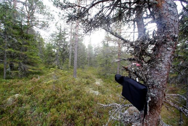 Om inventeringen hade gjorts lite tidigare på säsongen hade jag med all säkerhet även registrerat nordfladdermus på Orrberget, eftersom det är en