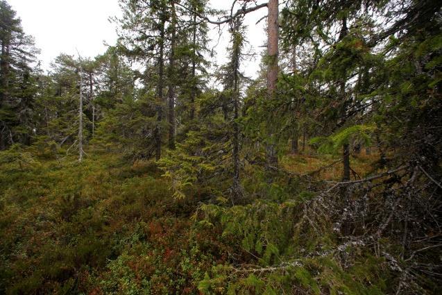 Nordfladdermusen är tidigare med att lämna sommarkvarteren och minska på aktiviteten än de andra arterna och det är antagligen därför den inte