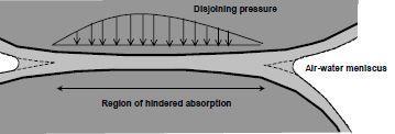 2.3.5 Other Basic shrinkage mechanisms LITERATURE STUDY BS is a consequence of chemical shrinkage and its magnitude on self-desiccation.