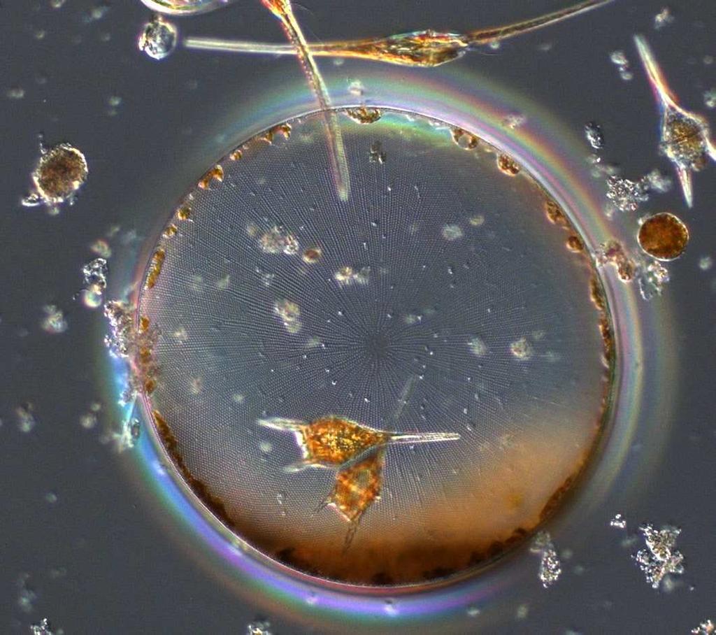 Maj Vid detta besök var biovolymerna generellt låga vid de yttre stationerna. Heterotrofa ciliater dominerade biovolymen och dinoflagellater utgjorde största andelen av de autotrofa mikroalgerna.