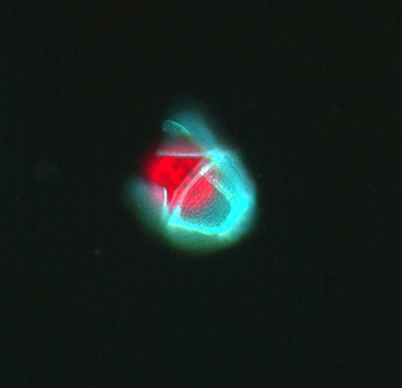 I det inre fjordsystemet med Koljöfjord och Havstensfjord fanns nästan inga kiselalger, det var dinoflagellater som stod för den största andelen av biovolymen.