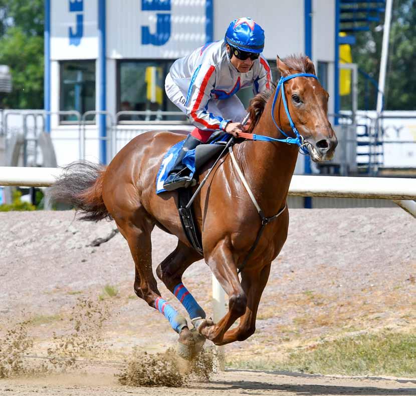 Hingstkatalog EISHIN DUNKIRK (USA) på Rävdansens Stuteri blir ännu en gång Champion avelshingst i Sverige 2018, både avseende tvååriga hästar, och totalt på den s k stora listan, liksom i fjol.