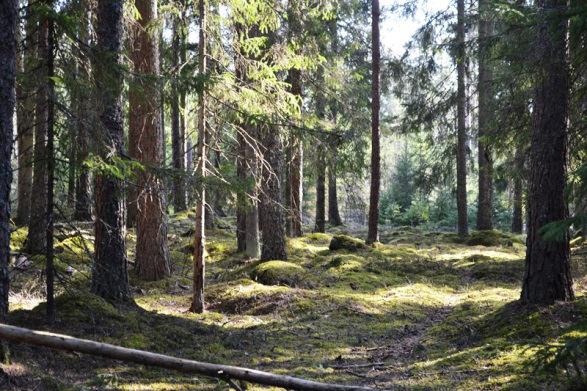 SKOG Det totala virkesförrådet uppgår till ca 1 375 m 3 sk och medelbonitet till 7,9 m 3 sk/ha/år.