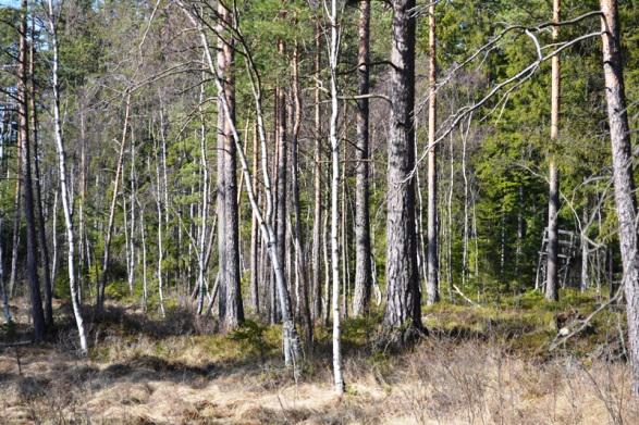 Uppgifterna är hämtade från skogsbruksplan upprättad i mars 2019, se vidare bifogad skogsbruksplan.