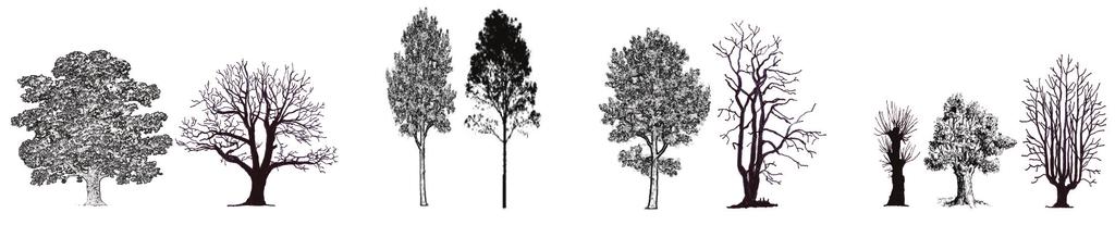 Kapitel 6 - Grova träd och lavar 130 cm 130 cm 130 cm 130 cm Mät alltid vinkelrätt mot stammens riktning Mät i brösthöjd mitt på trädet i lutningsplanet Figur 6.2.