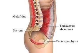 Knipteknik Så ISOLERAT knip som möjligt Slappna av i buk- och höftmuskler Transversus Abdominis? Andas samtidigt! Helst knipa BAKIFRÅN FRAMÅT 1.