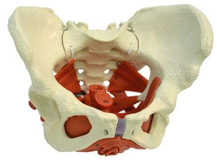 Kvinnlig bäckenbotten Anatomiska skillnader Barnafödande Tidigare