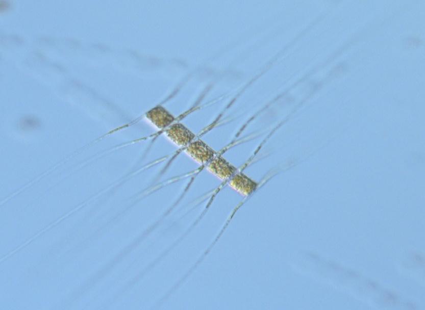 The heterotrophic flagellate Ebria tripartita was, devouring chains of S. marinoi. (Photo 4). The integrated (0-20 m) chlorophyll concentration was low but within normal for this month.