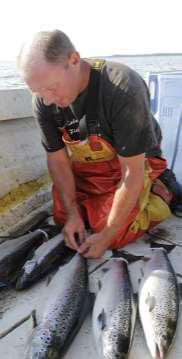 Förutsättningarna för yrkesmässigt laxfiske, fritidsfiske och fisketurism i de finska havsområdena och älvarna är goda.