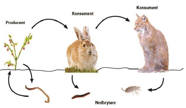 Näringskedja En näringskedja visar vem som äter vem/vad. En näringskedja börjar med en växt. Växten äts av en växtätare t.ex. hare.