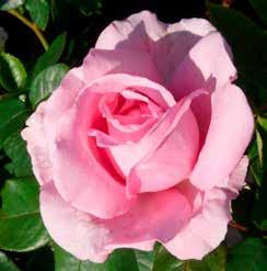 KLÄTTERROSOR Namn och beskrivning höjd färg Super Dorothy (wichurana) Zon I-III Små-medelstora tätt 2-3,5 mörkrosa-rosa fyllda, ytterst svagt doftande blommor. Remonterande.