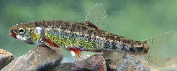 är ett sedan långa tider använt namn för Elritsan eller Kvidd. Det fullständiga vetenskapliga namnet är också PHOXINUS PHOXlNUS. Populärnamn då? Jag hittade mängder av sådana!