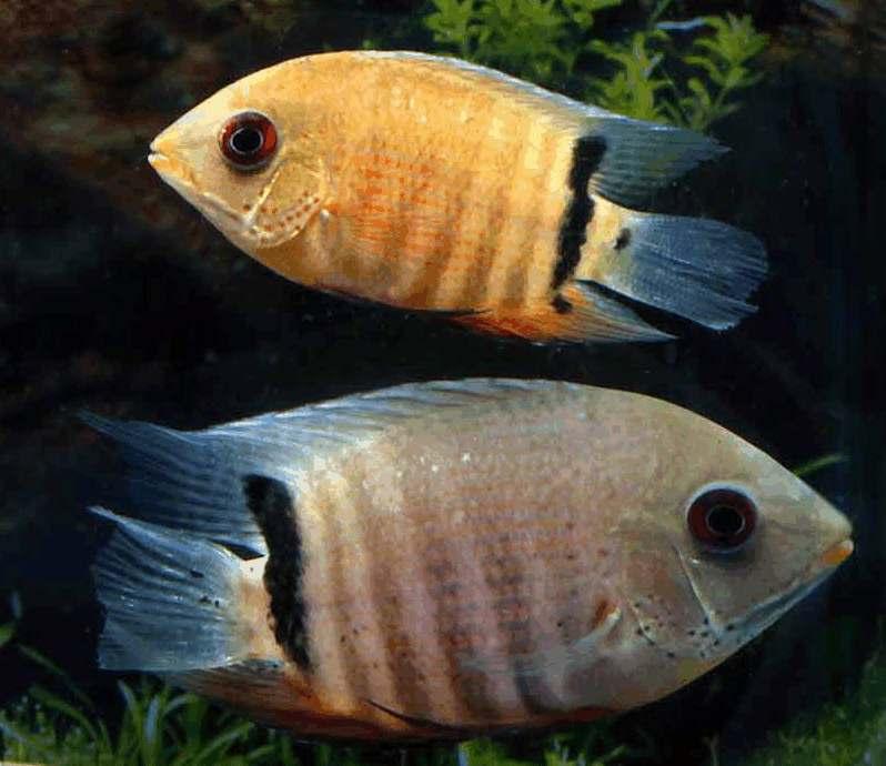 Lövåsvägen 40 Bromma TEL. 08-80 80 80 www.akvarielagret.