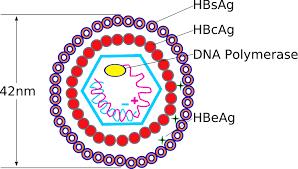 Virologi Ett partiellt dubbelstrandat DNA virus Attackerar hepatocyter Integrar sig