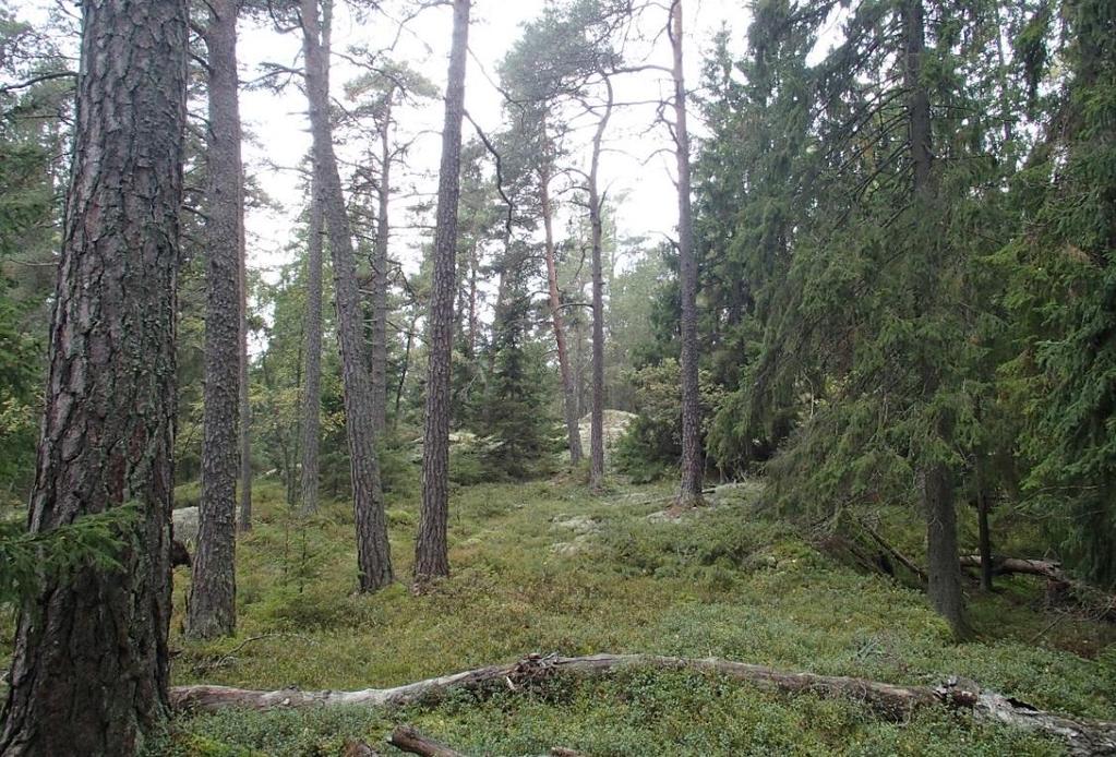 Delområde nr 5 Blandbarrskog väst om golfbanan Naturvärdesklass: Högt naturvärde Väster om Nacka golfklubbs driving range finns ett barrblandskogsområde.