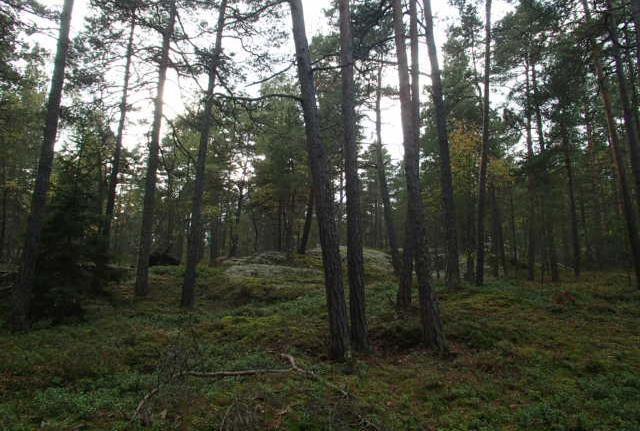 Delområde nr 2 Talldominerad skog norr om Lappkärr Naturvärdesklass 3: Påtagligt naturvärde Delområdet domineras av en tydligt olikåldrig hällmarkstallskog där enstaka riktigt gamla träd finns (Figur