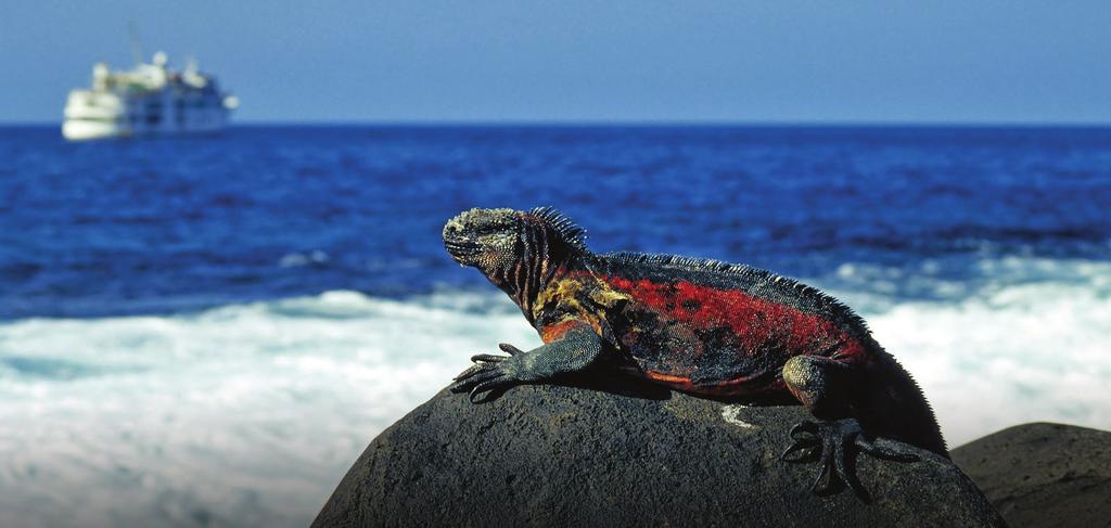 Club Eriks noga utvalda upplevelser Storslagna Galapagosöarna & färgstarka Ecuador Galapagos & Ecuador Att resa i Charles Darwins fotspår och utforska Galapagosöarna står högst upp på mångas