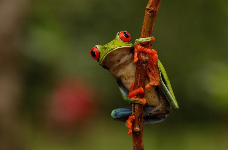 Det är inte bara fåglar vi kommer att uppleva i regnskogen. Vi får också bekanta oss med diverse färggranna grodor. en del av dem giftiga! Foto: Anders Laurin.