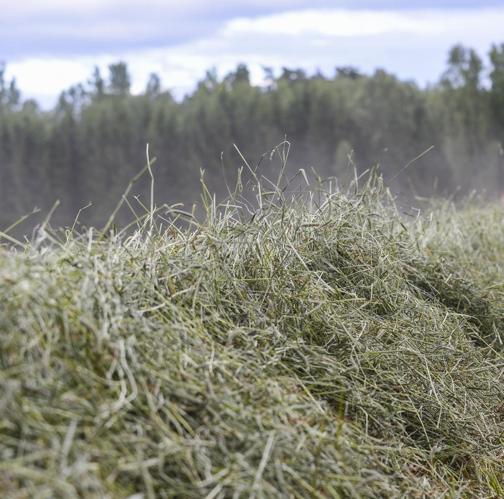 UTFODRING OCH RUTINER BEHOV Hästens näringsbehov beräknas från ett underhållsbehov (ex. storlek, hull) med tillägg för arbete och tillväxt.