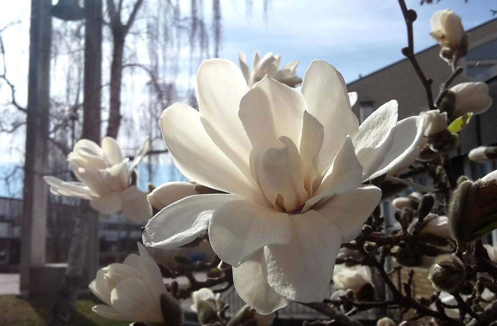 ÅNADSBLAD Maj 2019 MLÖTENKYRKAN MIKAELS SÄVJA KYRKA Sjung till Herrens ära, sjung en ny sång, ty han har gjort underbara ting.