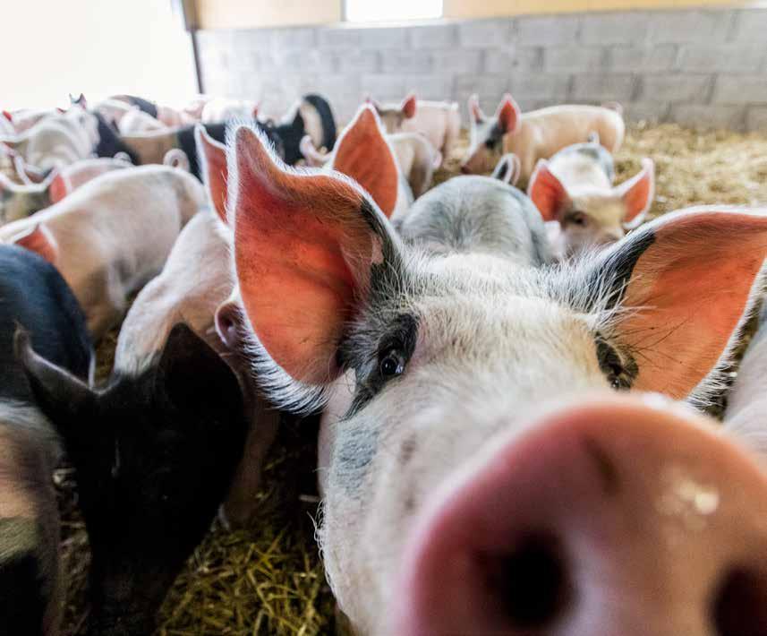 På yrkesutgången lantbruksdjur lär du dig allt du behöver veta om kor, får och grisar