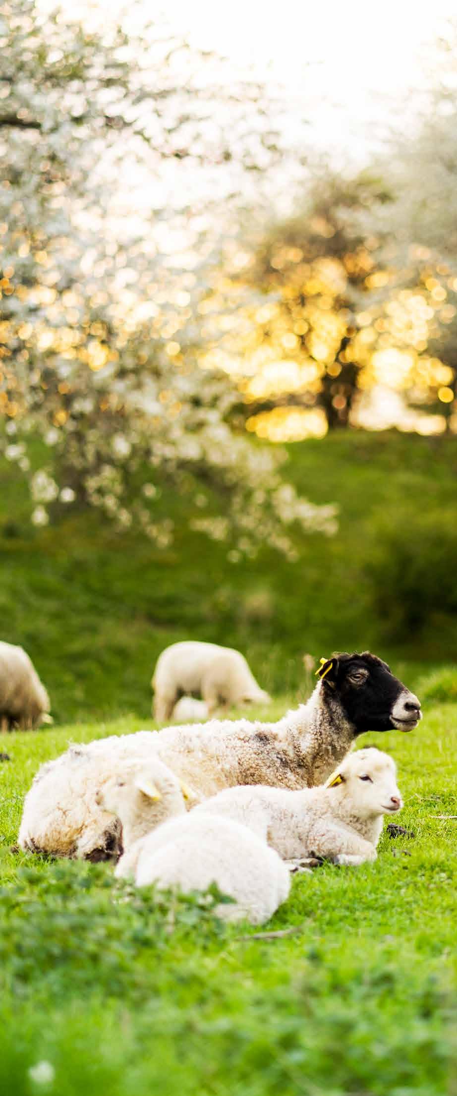 KONTAKT Växel Naturbruksförvaltningen Tel: 010-455 08 30 FÖLJ OSS GÄRNA