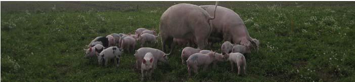 Cikori (Cichorium intyus L) till växnde grisr Emm Ivrsson Institutionen för husdjurens utfodring och vård Fier i grisfoder Hög ndel spnnmål i dgens grisfoder
