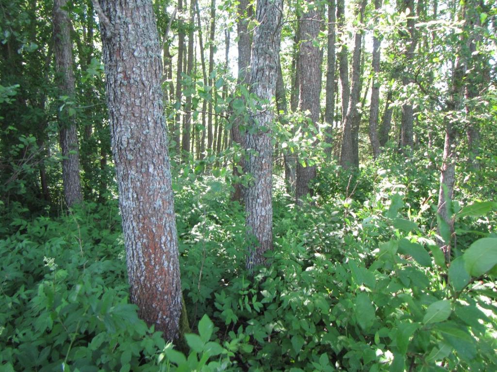 14 ID Typ B Alkärr Särskilt hänsynskrävande biotop enligt 11 i landskapsförordningen om skogsvård (ÅFS 1998:86) Areal (ha) 0,6 Naturtyper Beskrivning Värdeklass Klibbalskärr Sårbar (VU) naturtyp