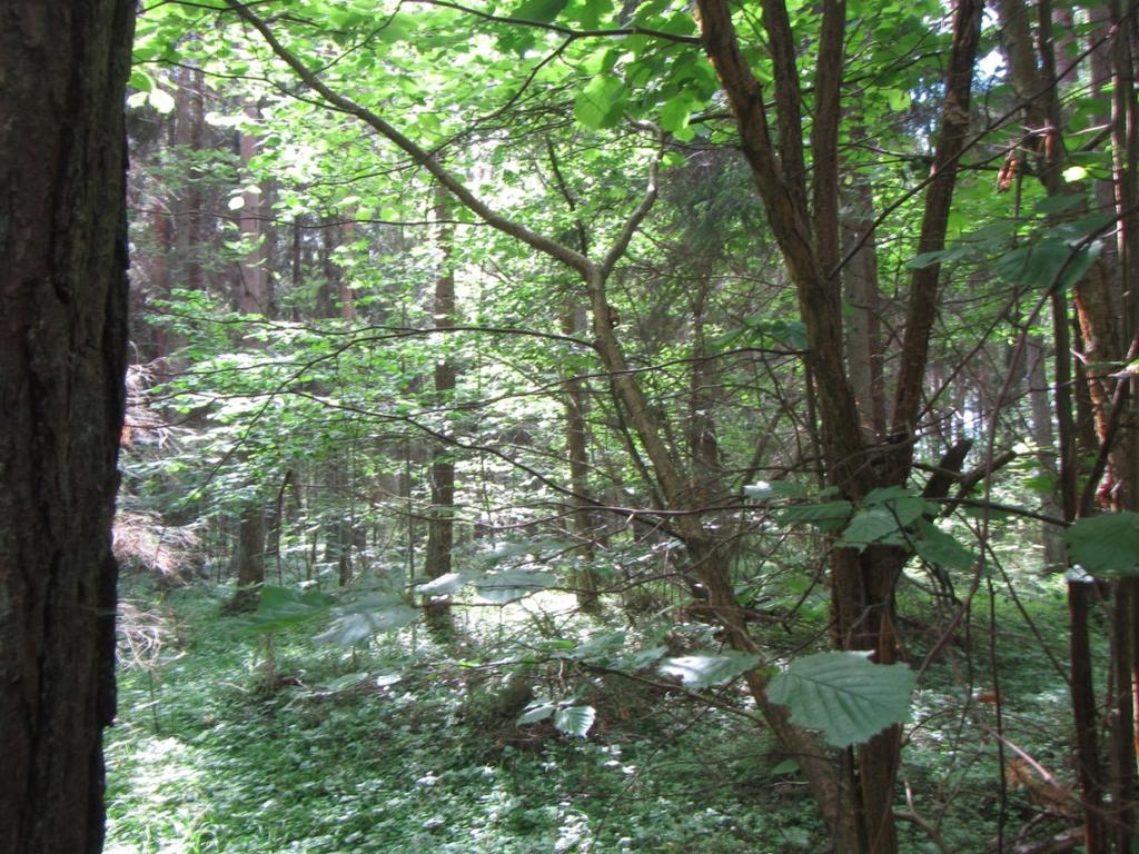 15 ID Typ C Hassellund omfattande mellan 0,1 2 hektar Särskilt hänsynskrävande biotop enligt 11 i landskapsförordningen om skogsvård (ÅFS 1998:86) Areal (ha) 1,3 Naturtyper Beskrivning Värdeklass