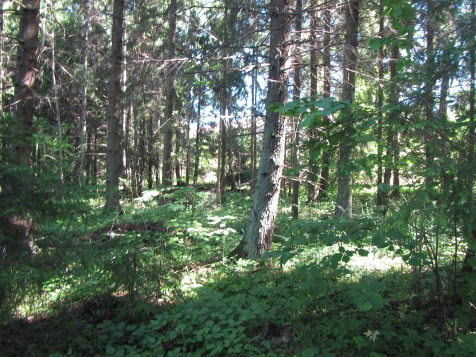 16 ID D Typ Hassellund omfattande mellan 0,1 2 hektar Särskilt hänsynskrävande biotop enligt 11 landskapsförordningen om skogsvård (ÅFS 1998:86) Areal (ha) 1,2 Naturtyper Beskrivning Värdeklass