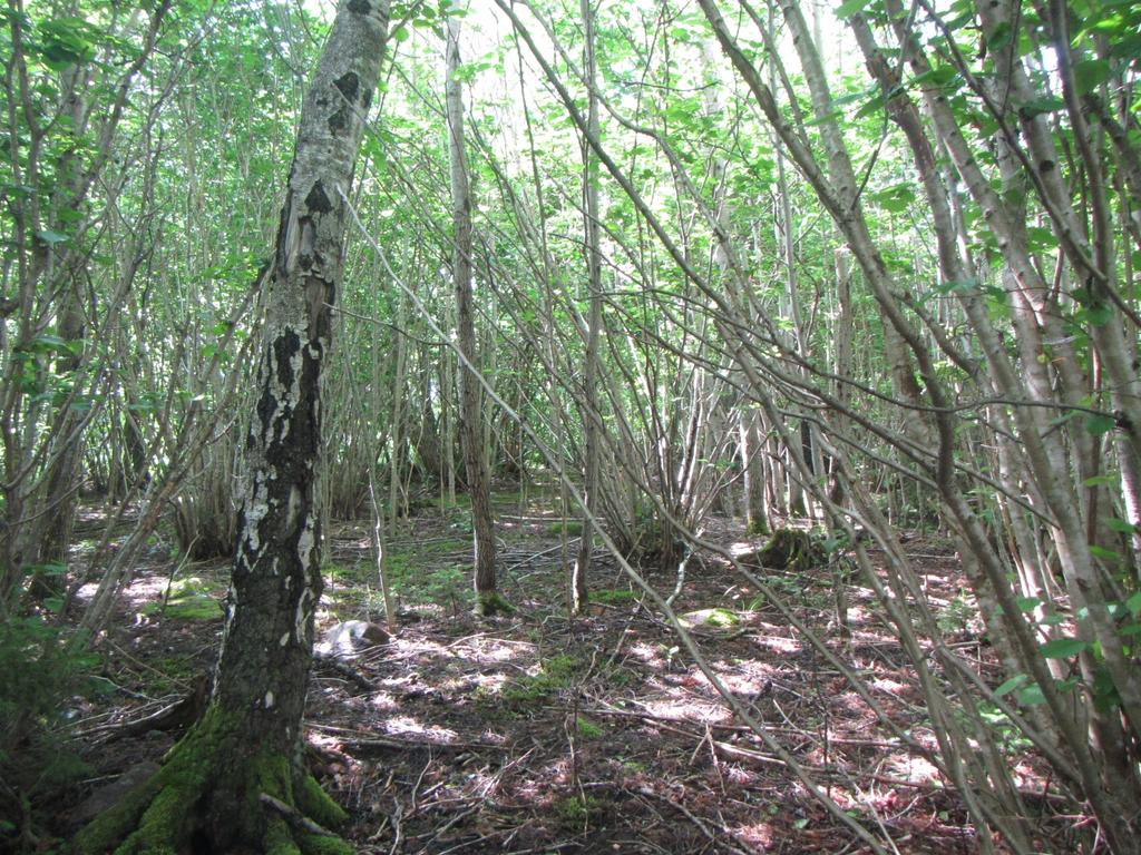 20 ID Typ H Hassellund omfattande mellan 0,1 2 hektar Särskilt hänsynskrävande biotop enligt 11 i landskapsförordningen om skogsvård (ÅFS 1998:86) Areal (ha) 0,3 Naturtyper Beskrivning Värdeklass