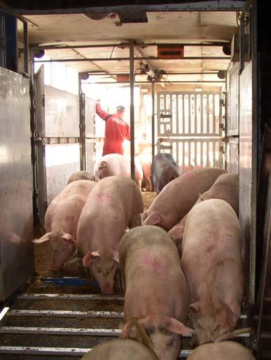 Vid avlastningen på slakteriet är oftast grisarna lugna och går av själva Så här skall lastning inte behöva gå till!