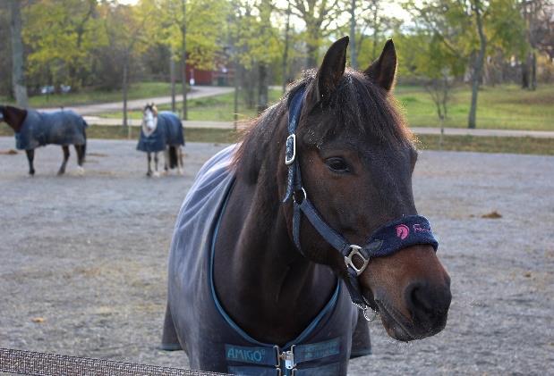 Barn och ungdomar Förutom att de är de flesta i ridskoleverksamheten där vi fortsätter att lägga ner mycket arbete, är de också våra viktigaste medlemmar som vi kan göra mer för.