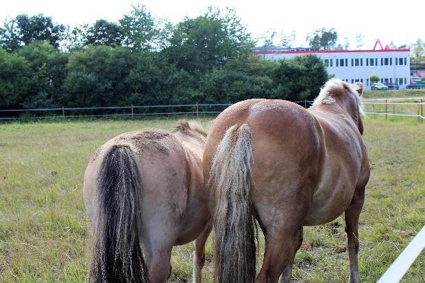 Vi har fritidsledare anställd som finns i verksamheten de flesta dagar i veckan och som har ett stort engagemang i barn och ungdomar och bland annat ordnar aktiviteter och ansvarar för skötare och