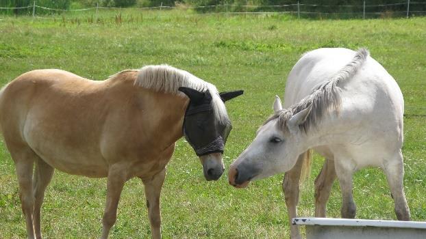 Hästar är i grunden mycket villiga att lära sig och att arbeta. De är i sanning djur som ställer upp på oss och våra önskemål.