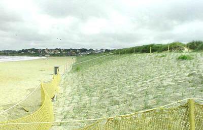 planterad strandrågför att binda sanden, Ängelholm.