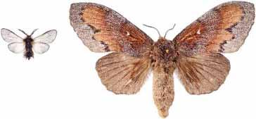 Bildgalleri fjärilar Trosa-Mörkö området 2003 Phalacropterix graslinella