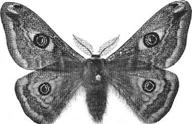 2184 - Dendromilus pini: En i Trosa området allmän fjäril där man sällan påträffar larver. Den 18/5 hittades en larv på en tallstam vid Hjortronmossen (LJRS, HGNS, KPOS, LGÖS).