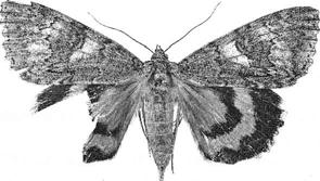 Bild 13: Naenia typica: Gråribbat kvällsfly Västerljung Sdm ExL aug 1999 (EQTS) En av de nya arterna för området år 2002 var (Odonvårvecklare) Acleris fimbriana.