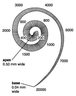 vibrerar vid olika frekvenser. Vid lägre toner vibrerar membranet nära toppen av snäckan ( apex, se figur 2) och vid högre toner vibrerar membranet nära det ovala fönstret (vid base, se figur 2).