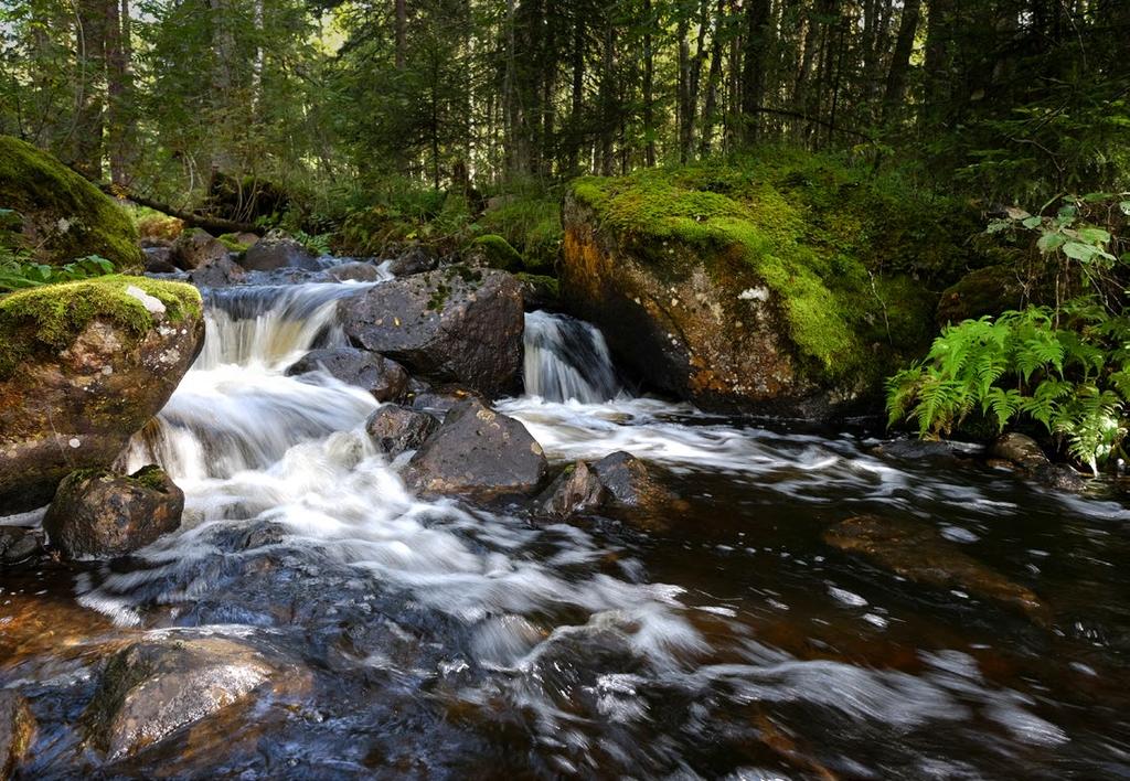 Biologisk mångfald En miljöcertifierad skog ger skogsägaren mer betalt, både idag och imorgon.